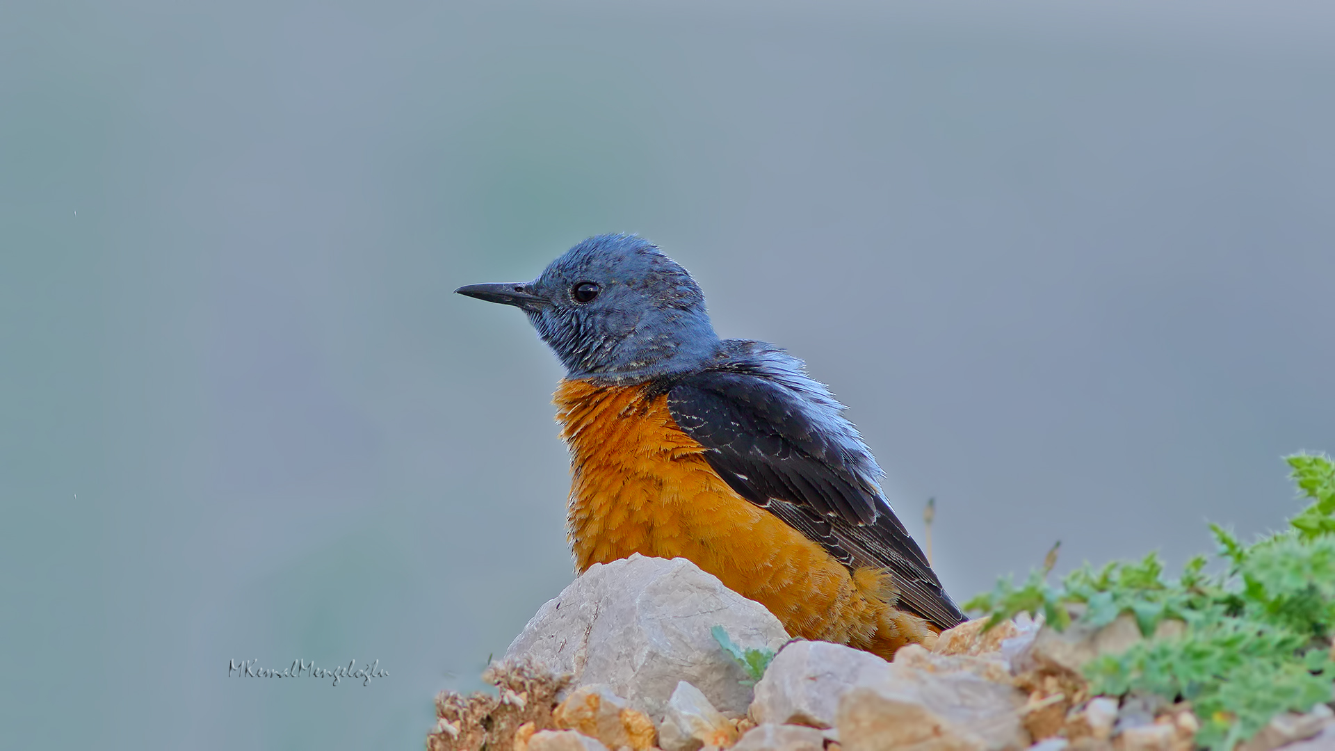 Rufous-tailed Rock-Thrush